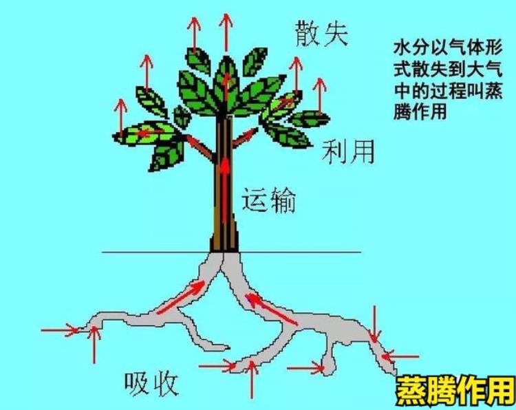 什么时候种树成活率最高其实并不是春季而是树木的秋冬休眠期,种树一般都是几月份种