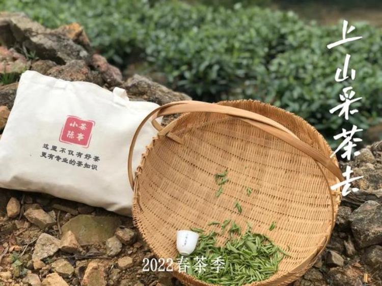 喝茶要不要应季春茶夏茶秋茶冬茶究竟有什么区别