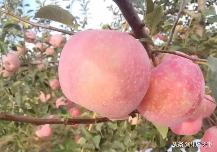 蓬莱苹果价格走势,烟台苹果通货价格