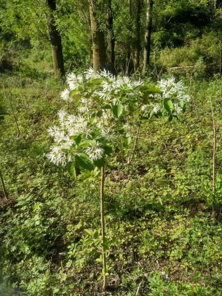 密云百年流苏树,苏家峪村古流苏树迎来盛花期