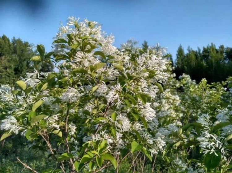 密云百年流苏树,苏家峪村古流苏树迎来盛花期