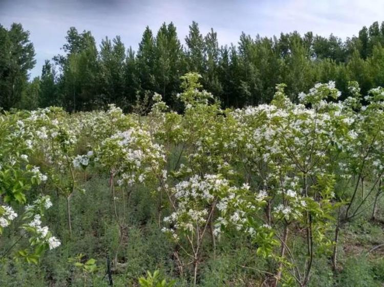 密云百年流苏树,苏家峪村古流苏树迎来盛花期