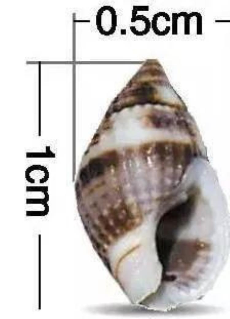 福建常见螺「紧急福建这种螺千万别吃部门发布提醒严重可致命眼下正是旺季」