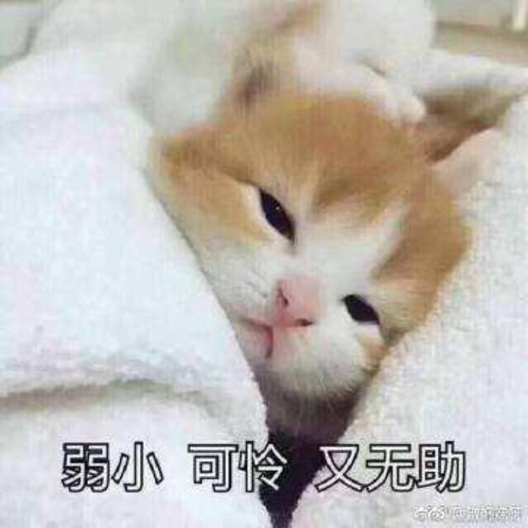 四个月小猫发情,幼猫怎么从泡猫粮过渡到干粮