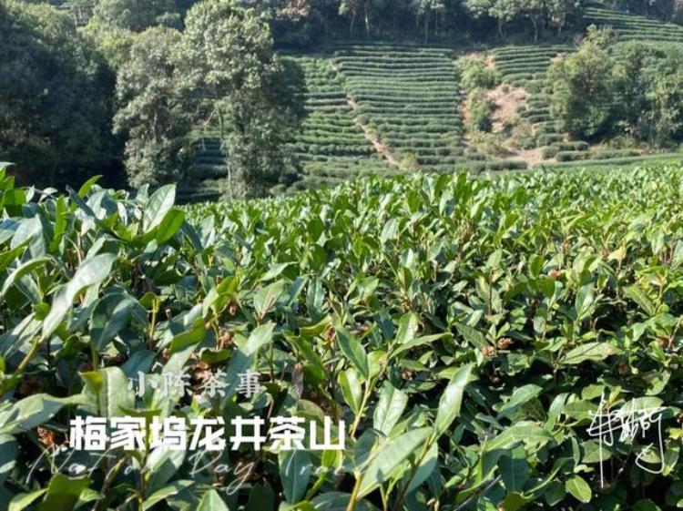 喝茶要不要应季春茶夏茶秋茶冬茶究竟有什么区别