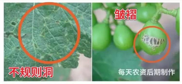 病虫害高发季节「防治害虫的最佳时间是什么时期」