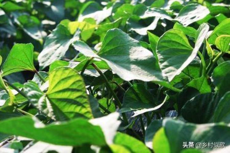 红薯还没有收为什么会发芽「农村种植的红薯为什么还没有收获就有一些红薯发芽了」