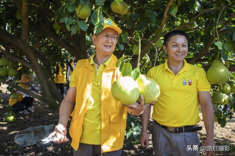 广东哪里盛产柚子「广东一座地级市竟是国际认可的世界长寿之都尤其盛产柚子」