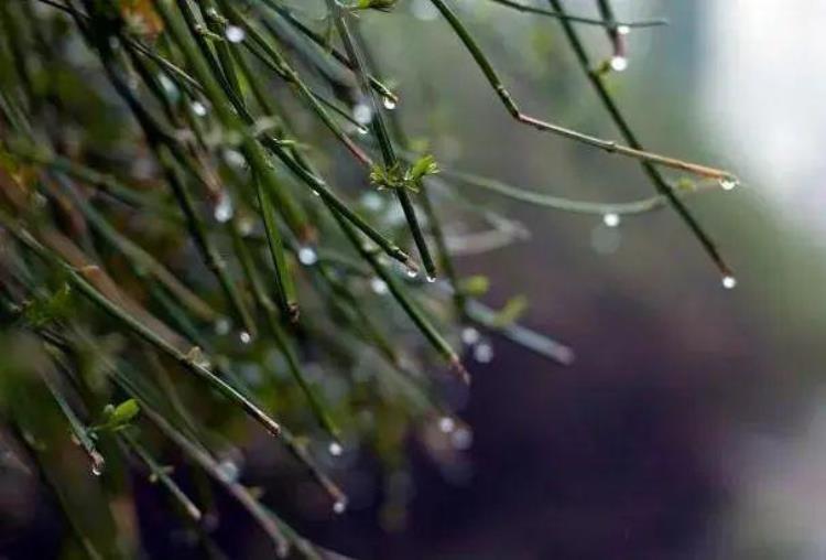 八月初八会下雨,今年天气雨水预测