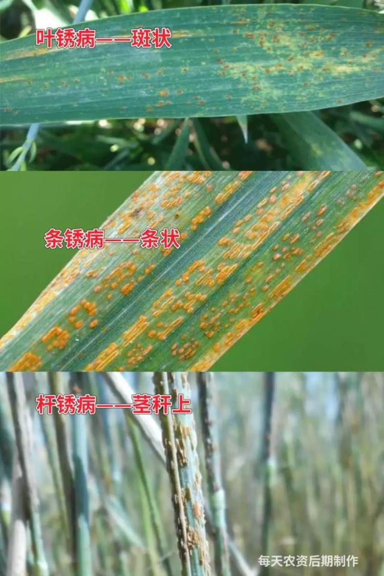 病虫害高发季节「防治害虫的最佳时间是什么时期」