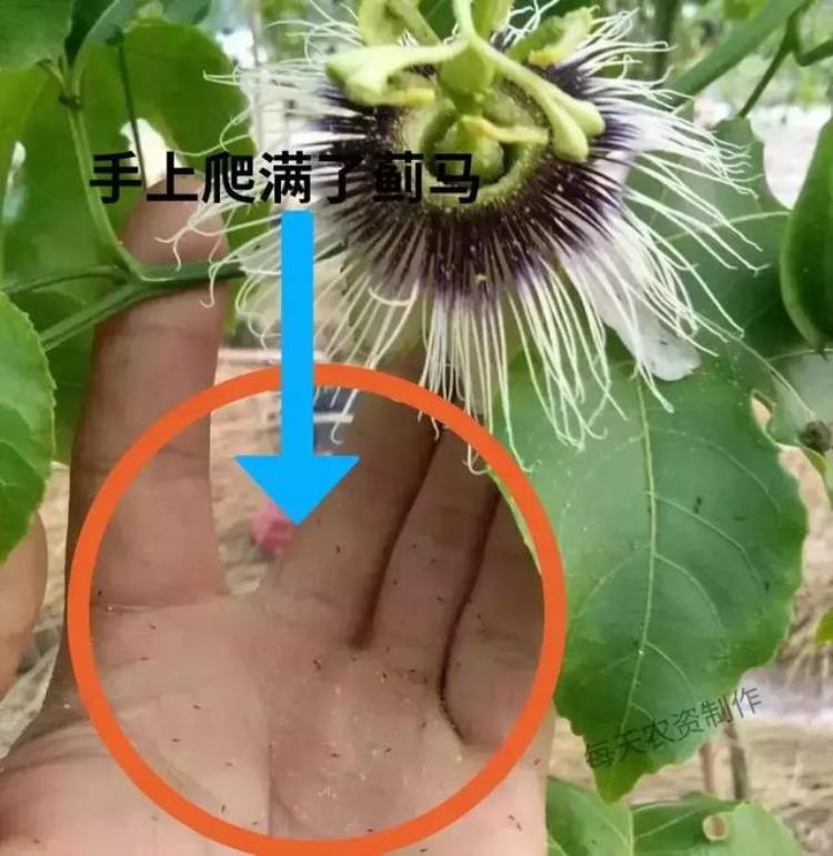 病虫害高发季节「防治害虫的最佳时间是什么时期」