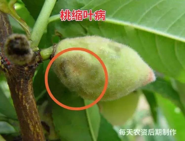 病虫害高发季节「防治害虫的最佳时间是什么时期」