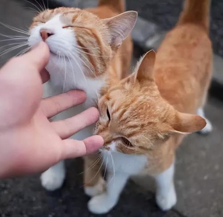 猫总是舔主人,猫咪给主人舔毛是什么意思