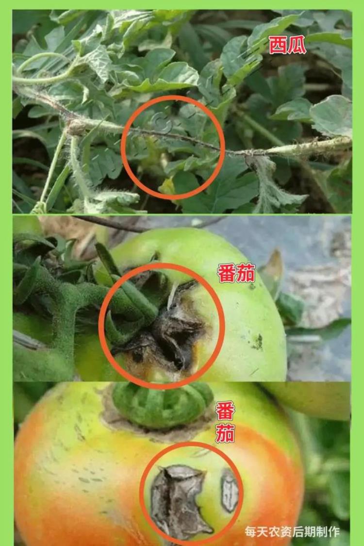 病虫害高发季节「防治害虫的最佳时间是什么时期」