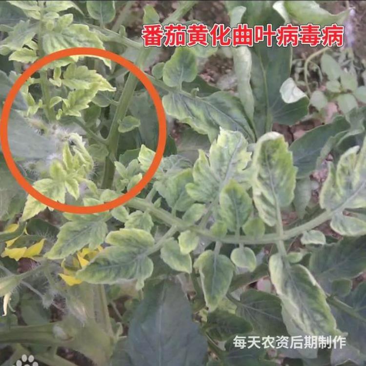 病虫害高发季节「防治害虫的最佳时间是什么时期」