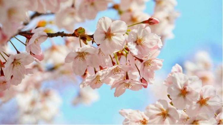 樱花是如何成为日本的象征的呢「樱花是如何成为日本的象征的」