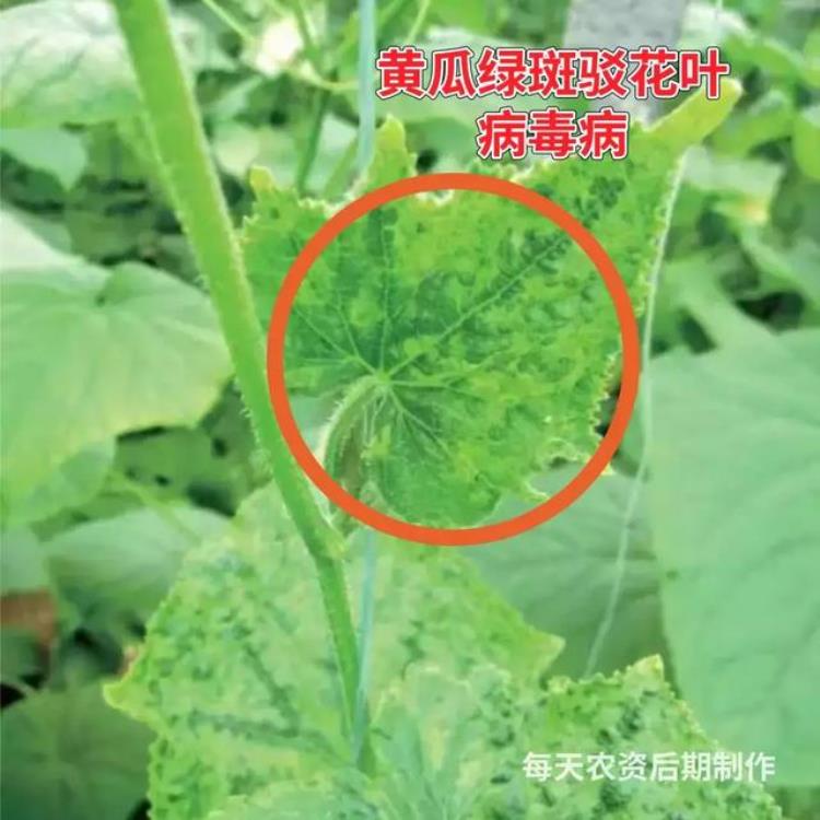 病虫害高发季节「防治害虫的最佳时间是什么时期」