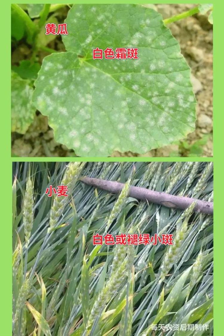 病虫害高发季节「防治害虫的最佳时间是什么时期」