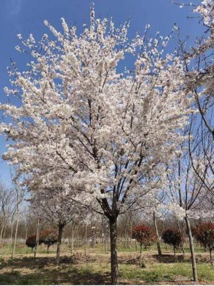 樱花是如何成为日本的象征的呢「樱花是如何成为日本的象征的」