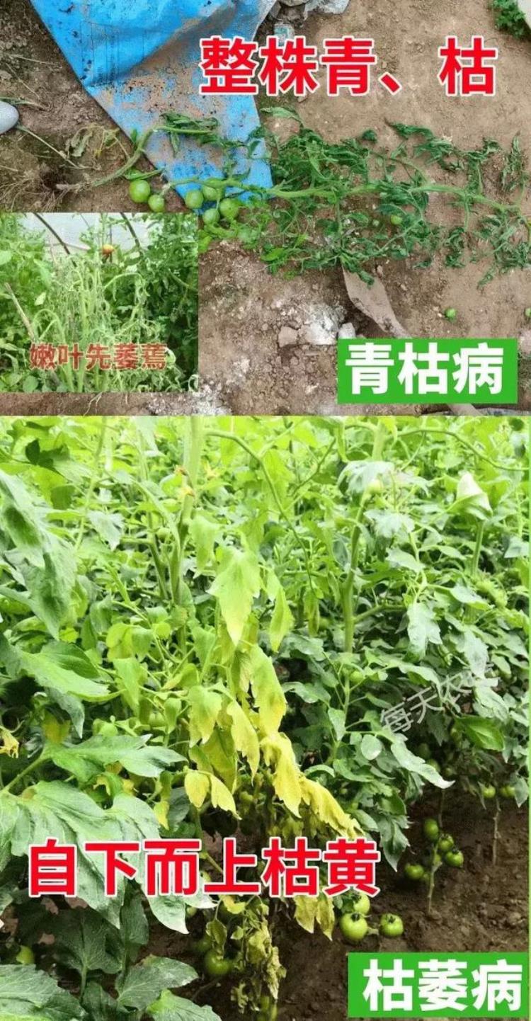 病虫害高发季节「防治害虫的最佳时间是什么时期」