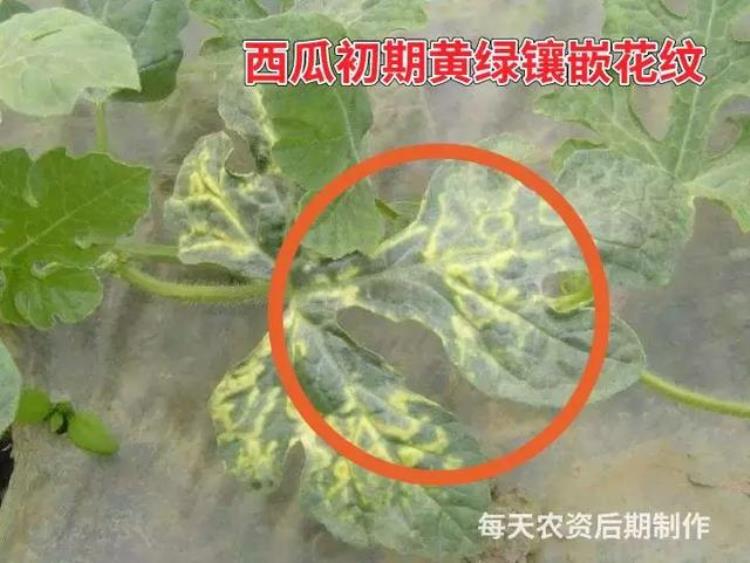 病虫害高发季节「防治害虫的最佳时间是什么时期」