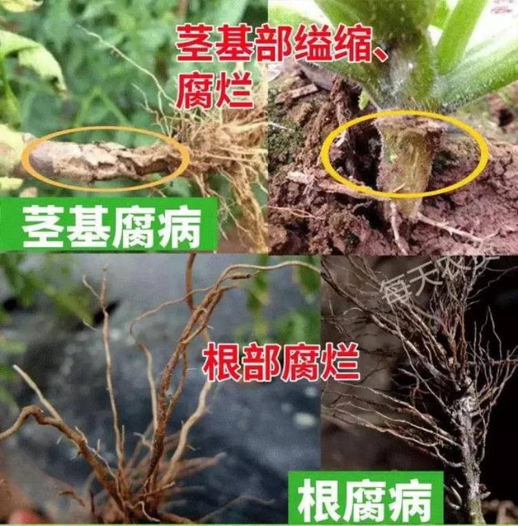 病虫害高发季节「防治害虫的最佳时间是什么时期」