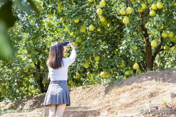 广东哪里盛产柚子「广东一座地级市竟是国际认可的世界长寿之都尤其盛产柚子」