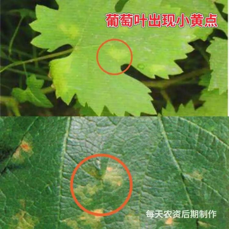 病虫害高发季节「防治害虫的最佳时间是什么时期」