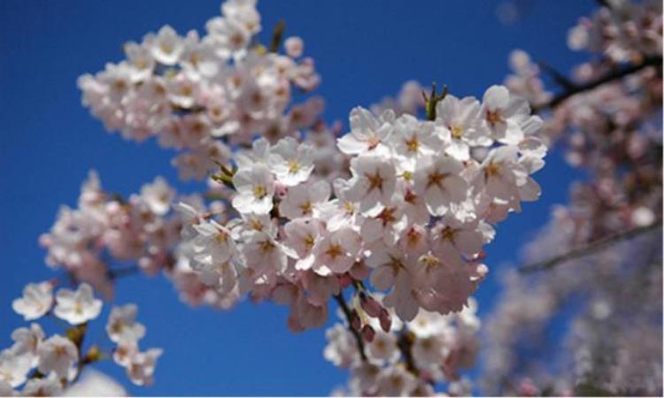 樱花是如何成为日本的象征的呢「樱花是如何成为日本的象征的」