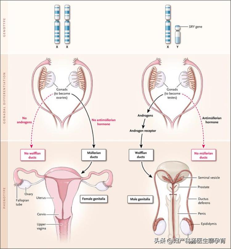 多囊卵巢导致子宫内膜癌「月经不调到不孕子宫内膜癌到心血管疾病皆是多囊卵巢惹的祸」