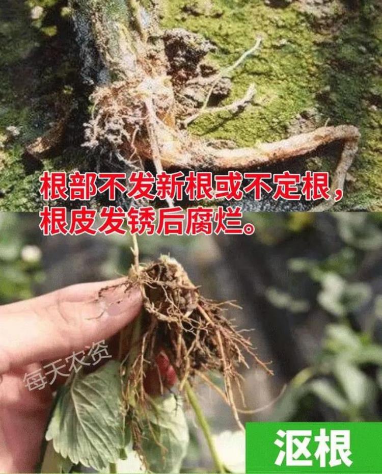 病虫害高发季节「防治害虫的最佳时间是什么时期」