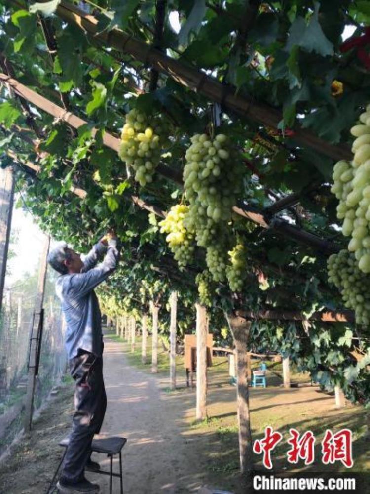 宣化的牛奶葡萄「河北宣化牛奶葡萄喜获丰收网上销售走向全国」