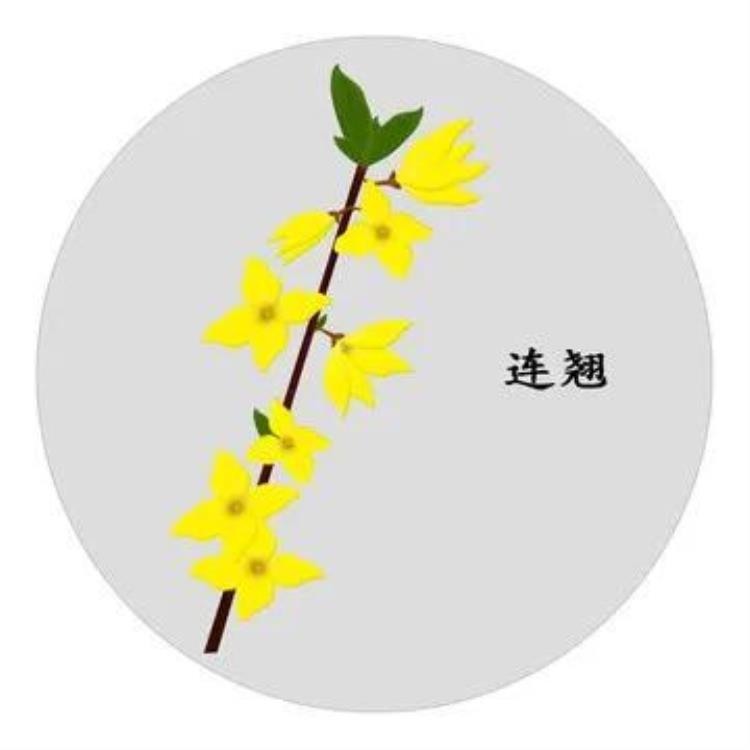 连翘花开的时间,连翘花开满园春