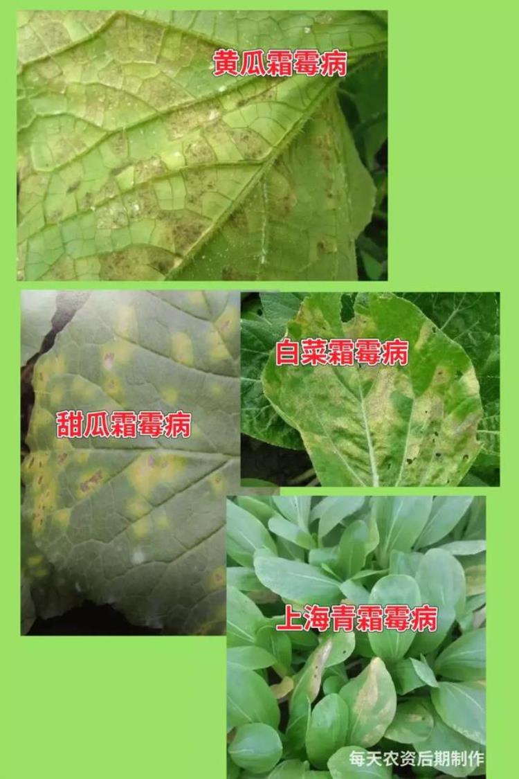 病虫害高发季节「防治害虫的最佳时间是什么时期」