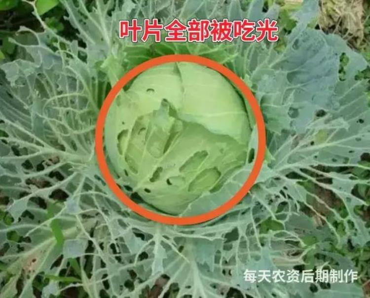 病虫害高发季节「防治害虫的最佳时间是什么时期」