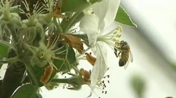 北京苹果种植「北京农民种出奇特苹果树长在花盆里一盆卖到4万元」