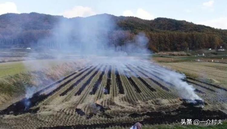 农村焚烧秸秆的原因「农村焚烧秸秆的原因」