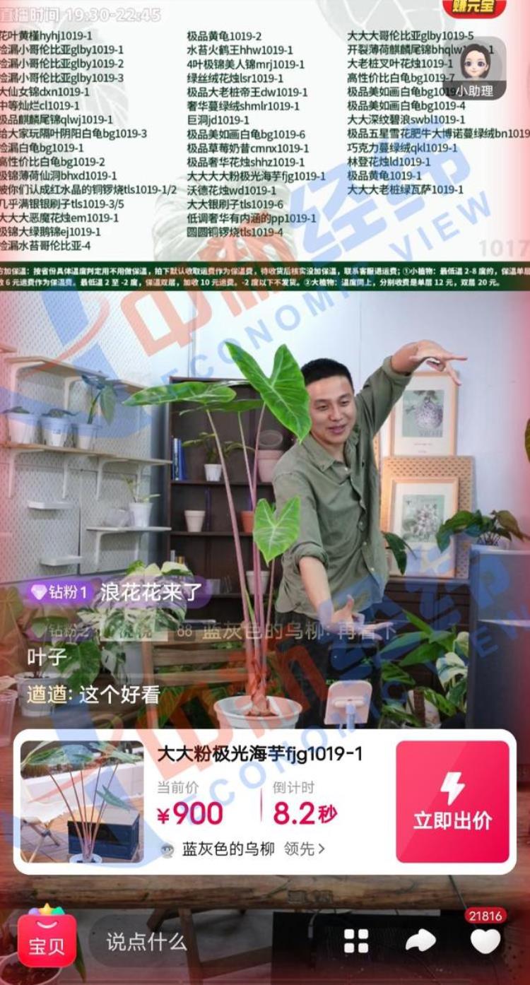 盆栽中的爱马仕,叶子中的爱马仕