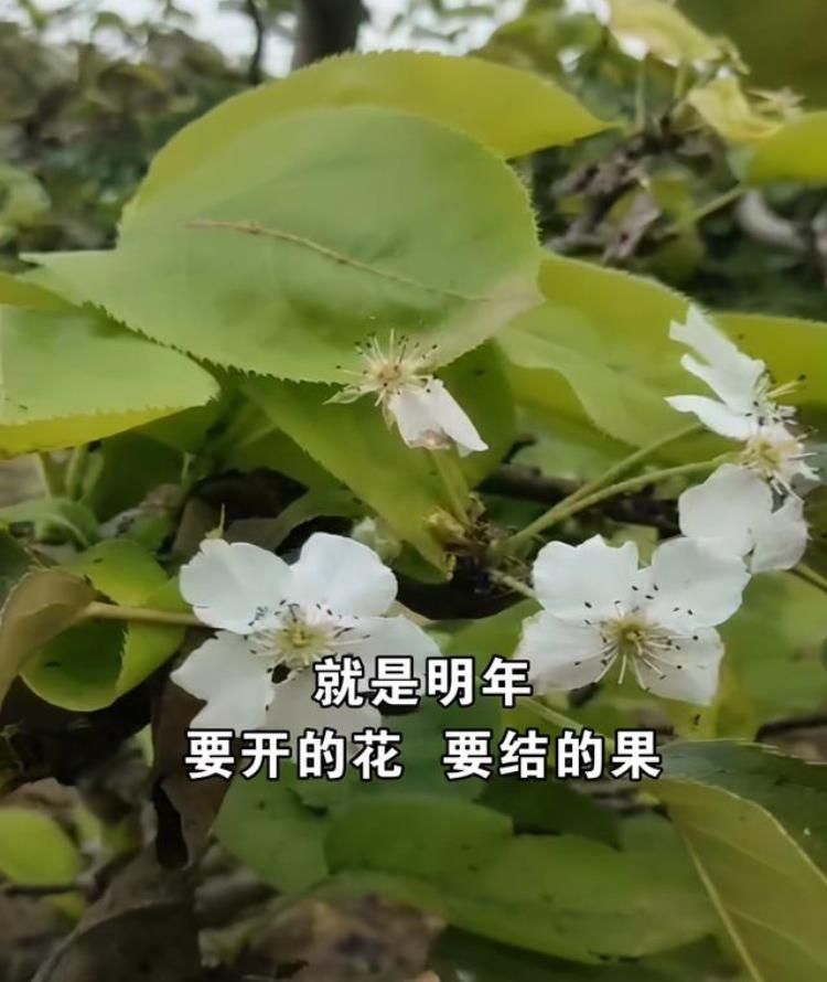 十月份梨树开花什么原因,老梨树开花