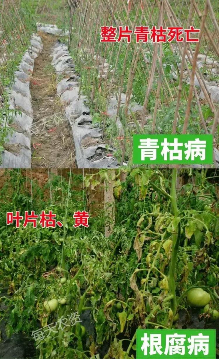 病虫害高发季节「防治害虫的最佳时间是什么时期」