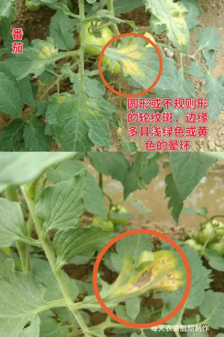 病虫害高发季节「防治害虫的最佳时间是什么时期」