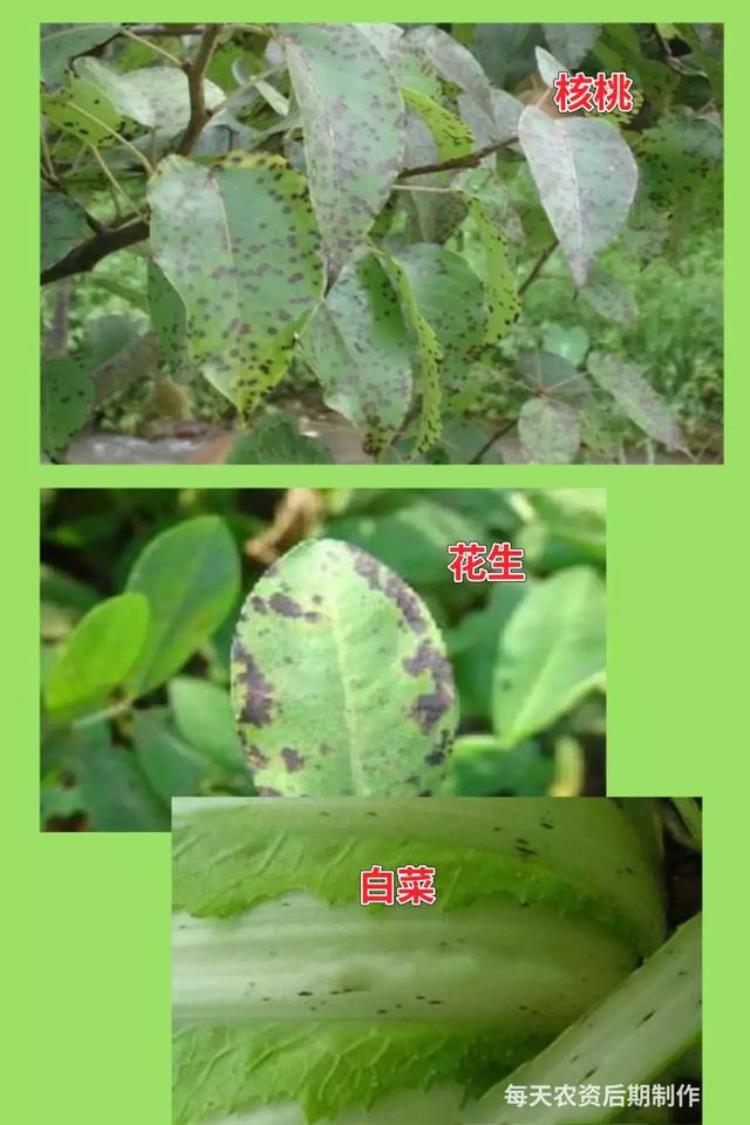 病虫害高发季节「防治害虫的最佳时间是什么时期」