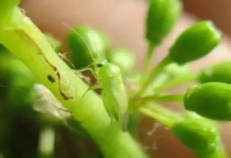 病虫害高发季节「防治害虫的最佳时间是什么时期」