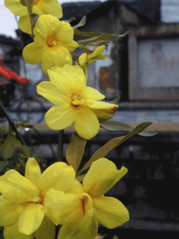 连翘花开的时间,连翘花开满园春