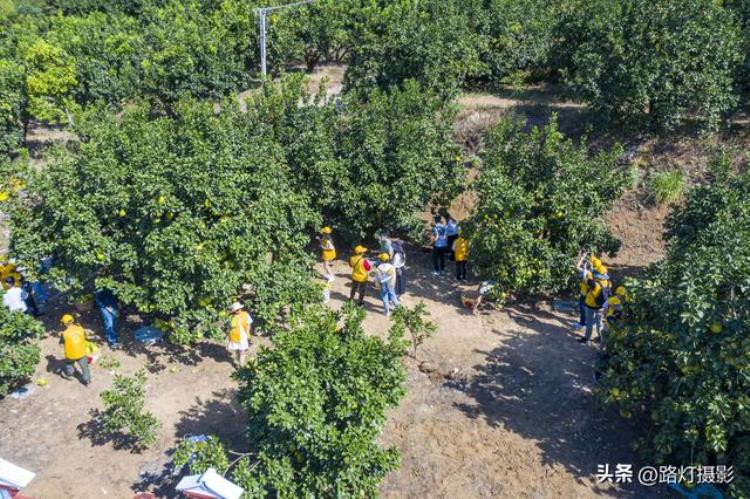 广东哪里盛产柚子「广东一座地级市竟是国际认可的世界长寿之都尤其盛产柚子」