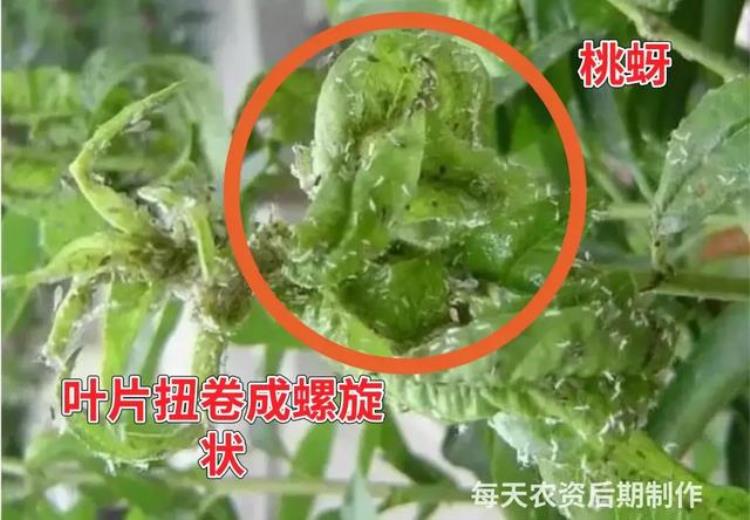 病虫害高发季节「防治害虫的最佳时间是什么时期」