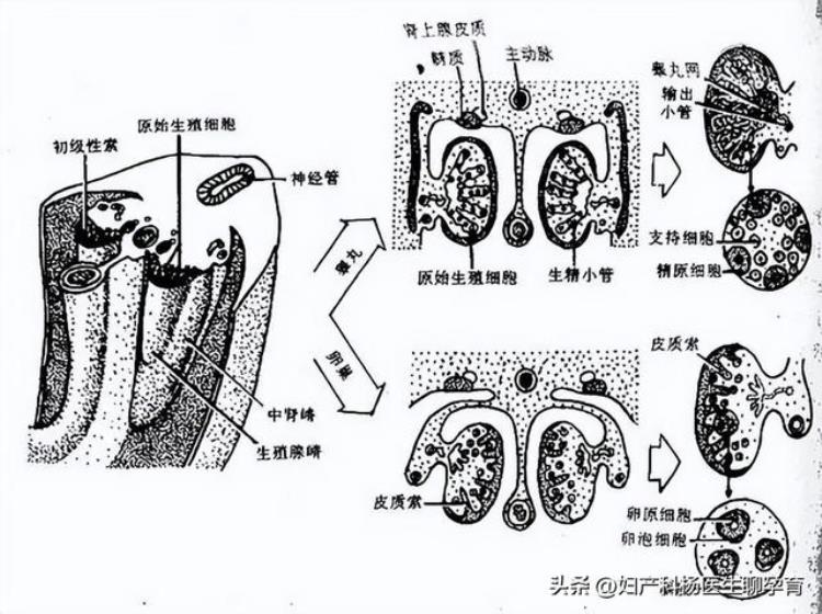 多囊卵巢导致子宫内膜癌「月经不调到不孕子宫内膜癌到心血管疾病皆是多囊卵巢惹的祸」