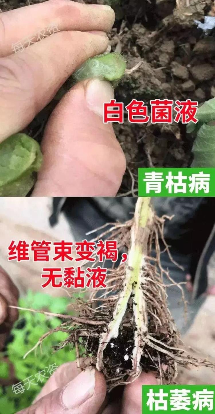 病虫害高发季节「防治害虫的最佳时间是什么时期」