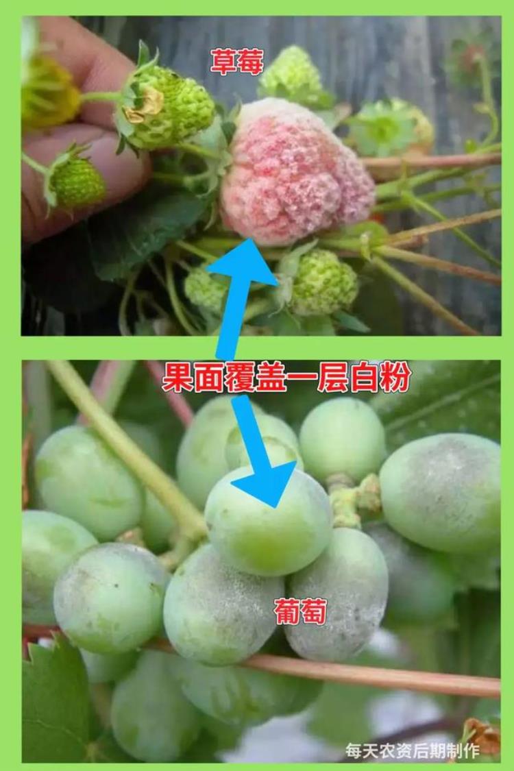 病虫害高发季节「防治害虫的最佳时间是什么时期」