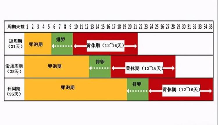 为什么怀孕要从最后一次例假开始算起「为什么怀孕要从最后一次例假开始算起」